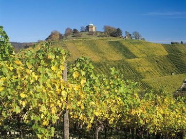 Grabkapelle auf dem Württemberg, dort wachsen Weintrauben